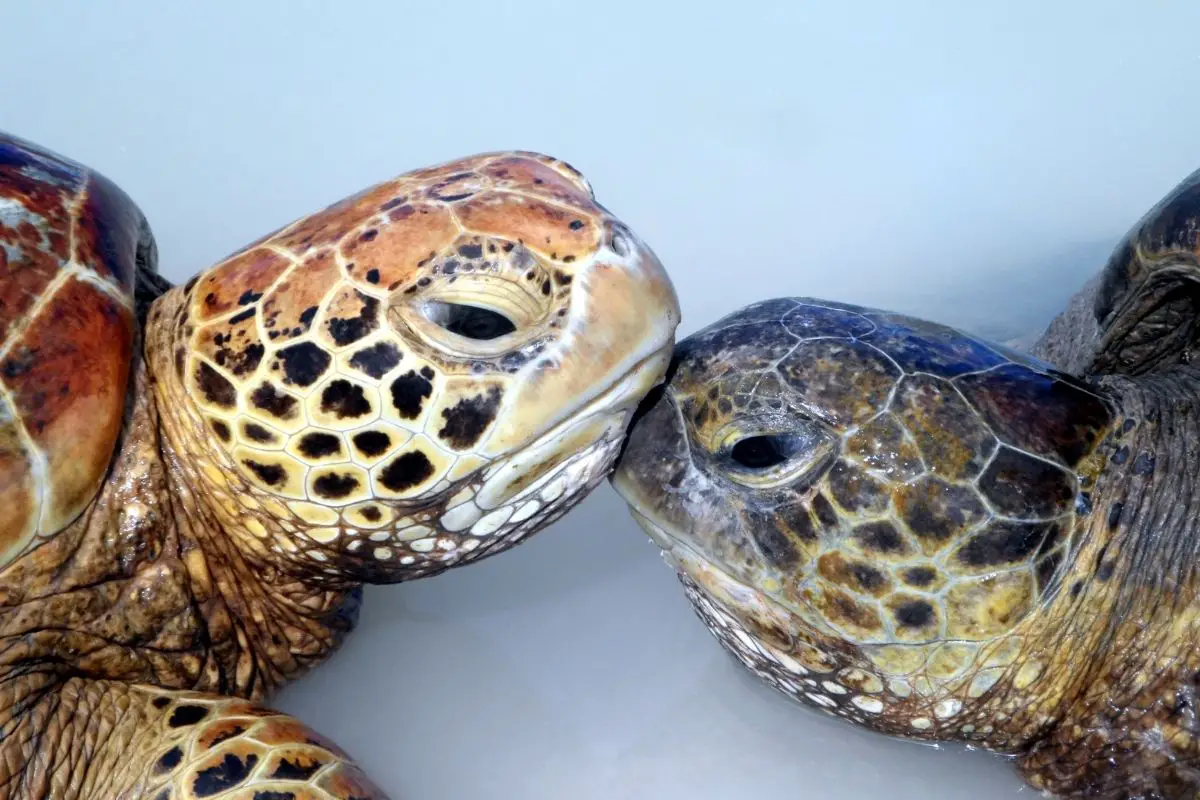 Turtles kissing