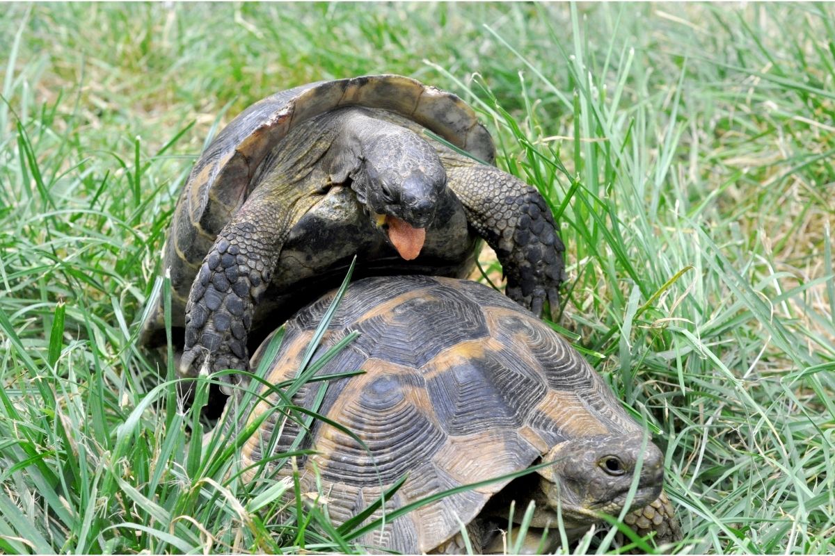 Turtles mating