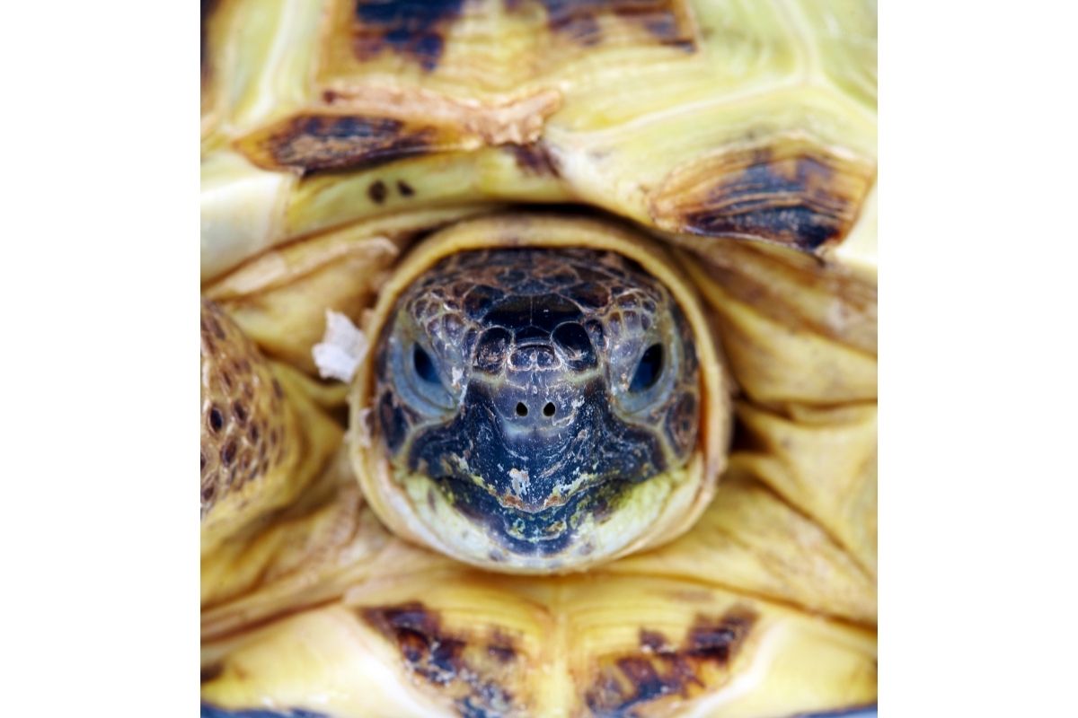 Turtle's skin