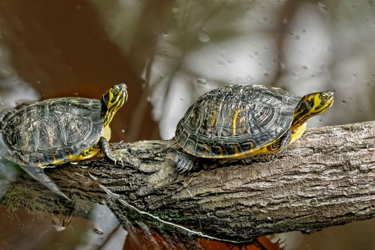 Two turtles on a log