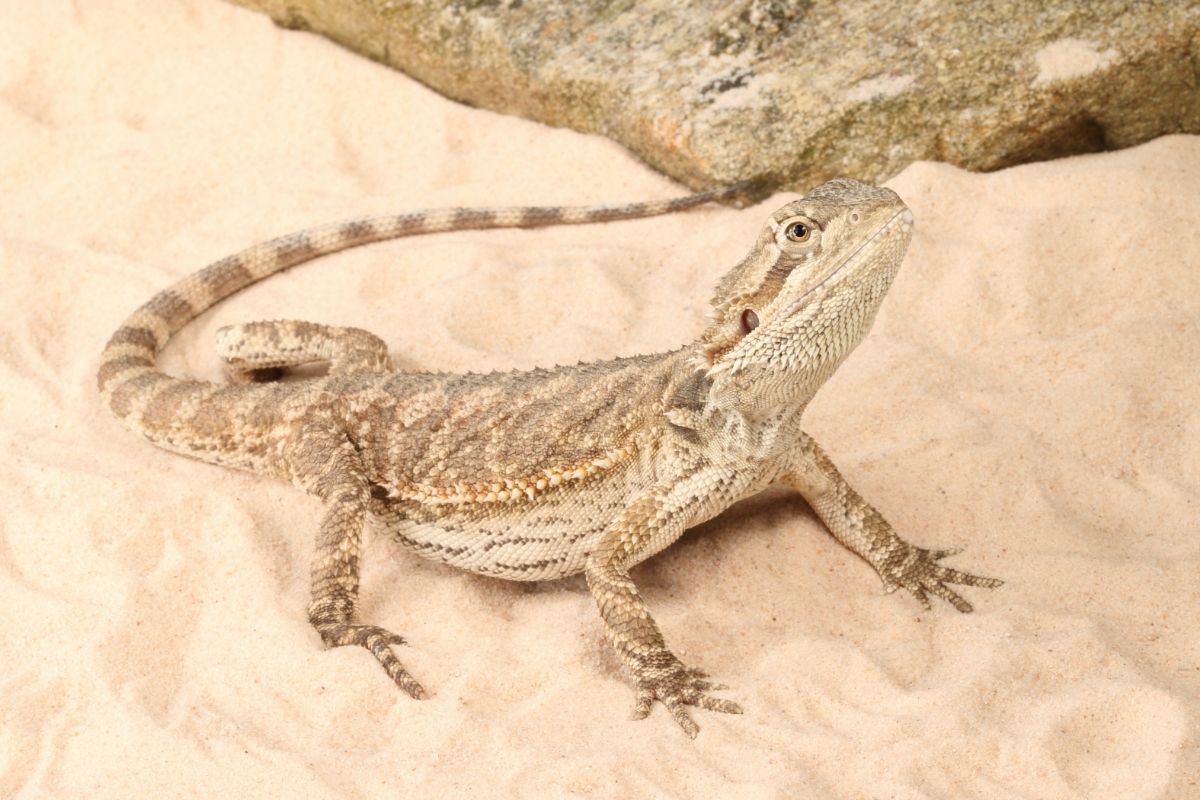 Bearded dragon on some sand