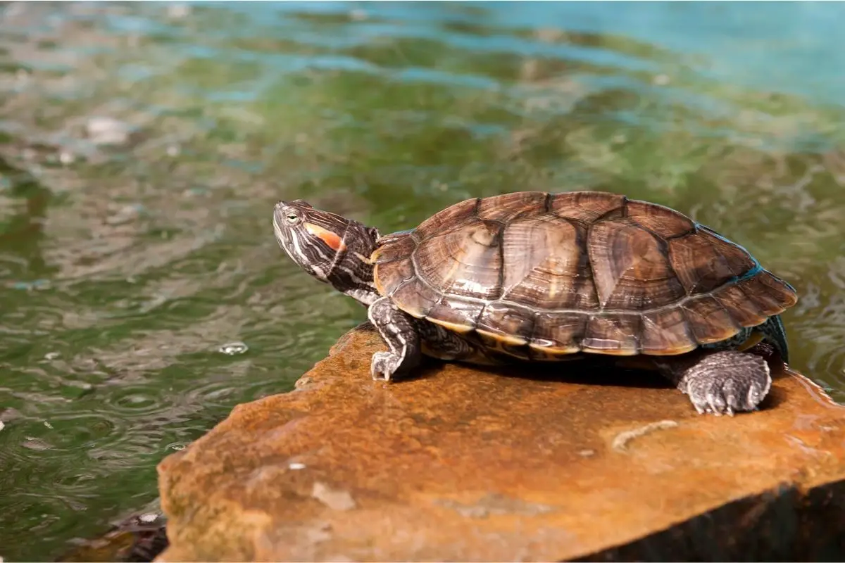 Turtle laying on rock in the water