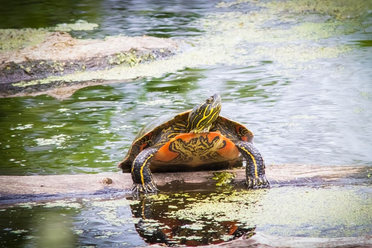 Western Painted Turtle in the river
