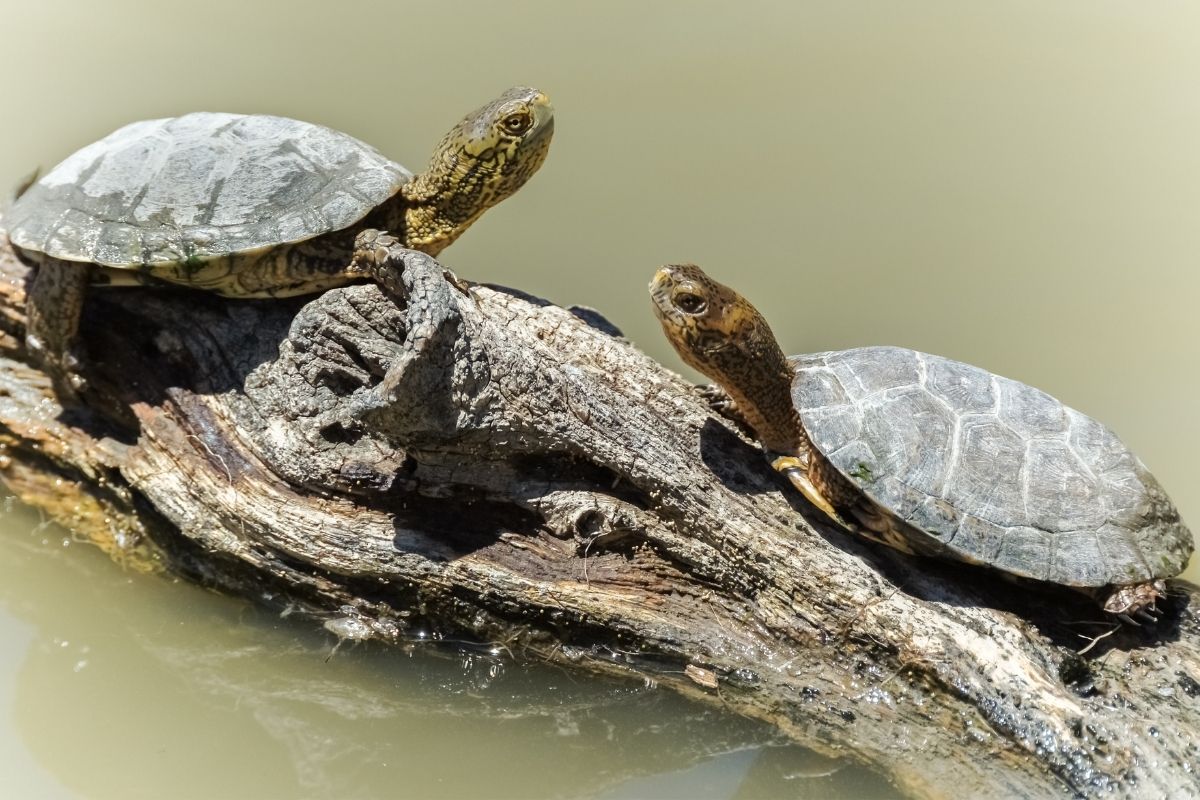 Western pond turtles sun bathing