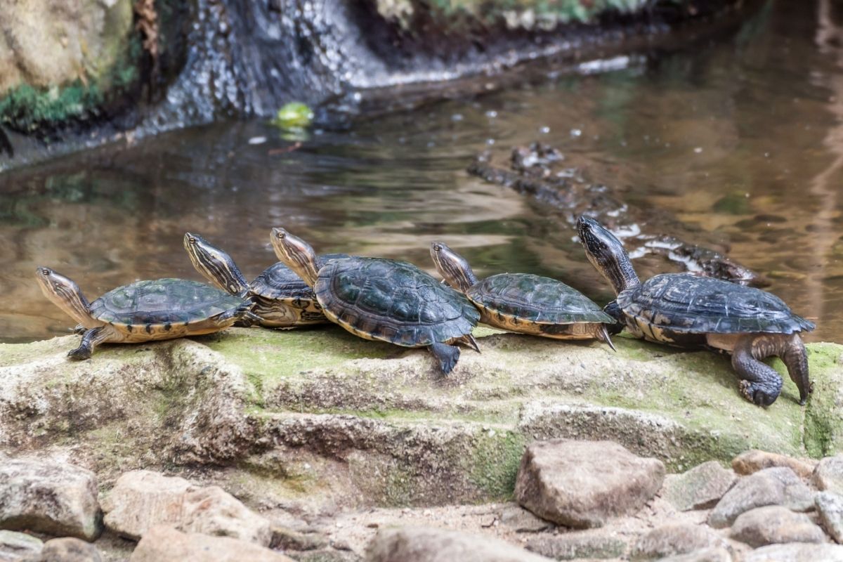 Western pond turtles standing on a rock