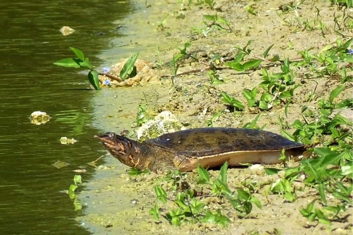Western Spiny Softshell near the river
