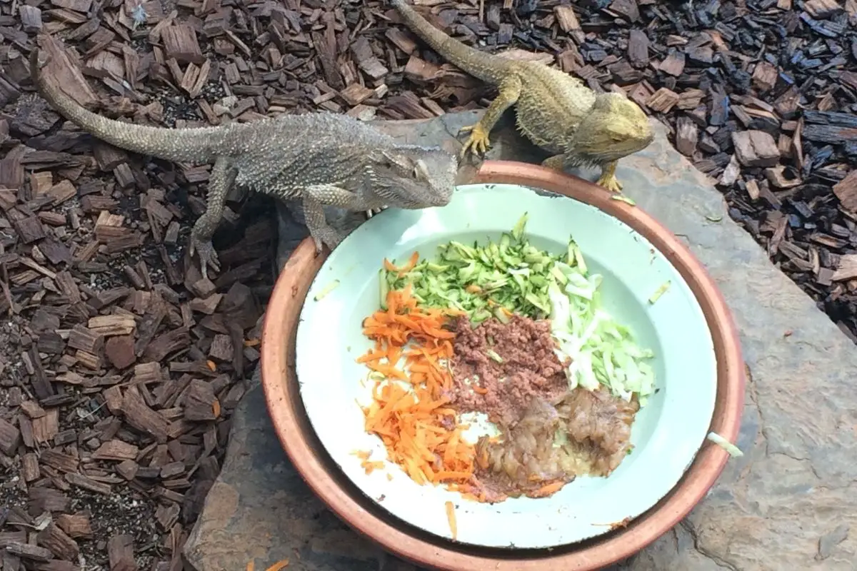 Two bearded dragons eating
