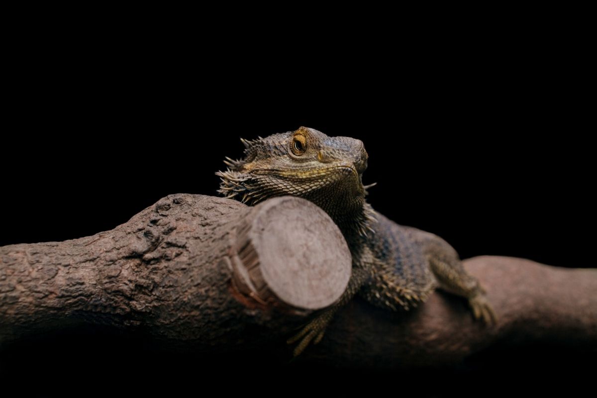 Bearded dragon lying on wood