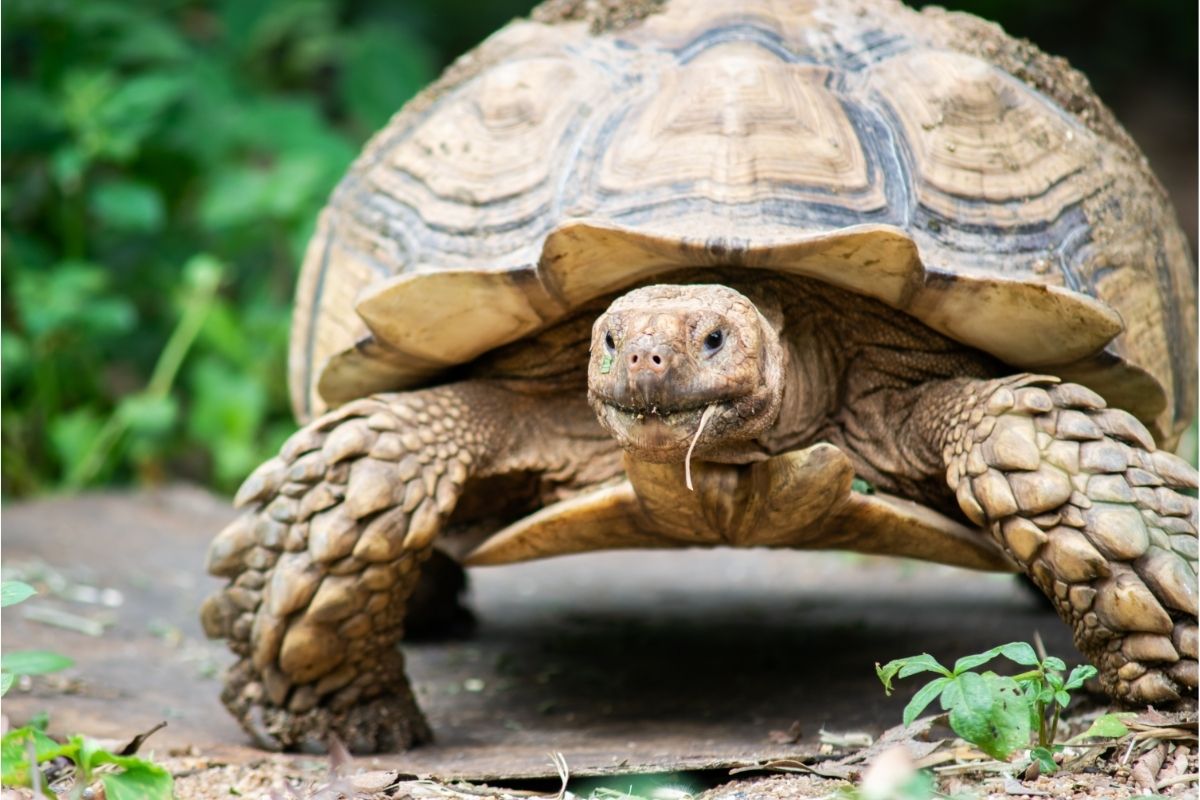 Tortoise walking on rock with green leaves background