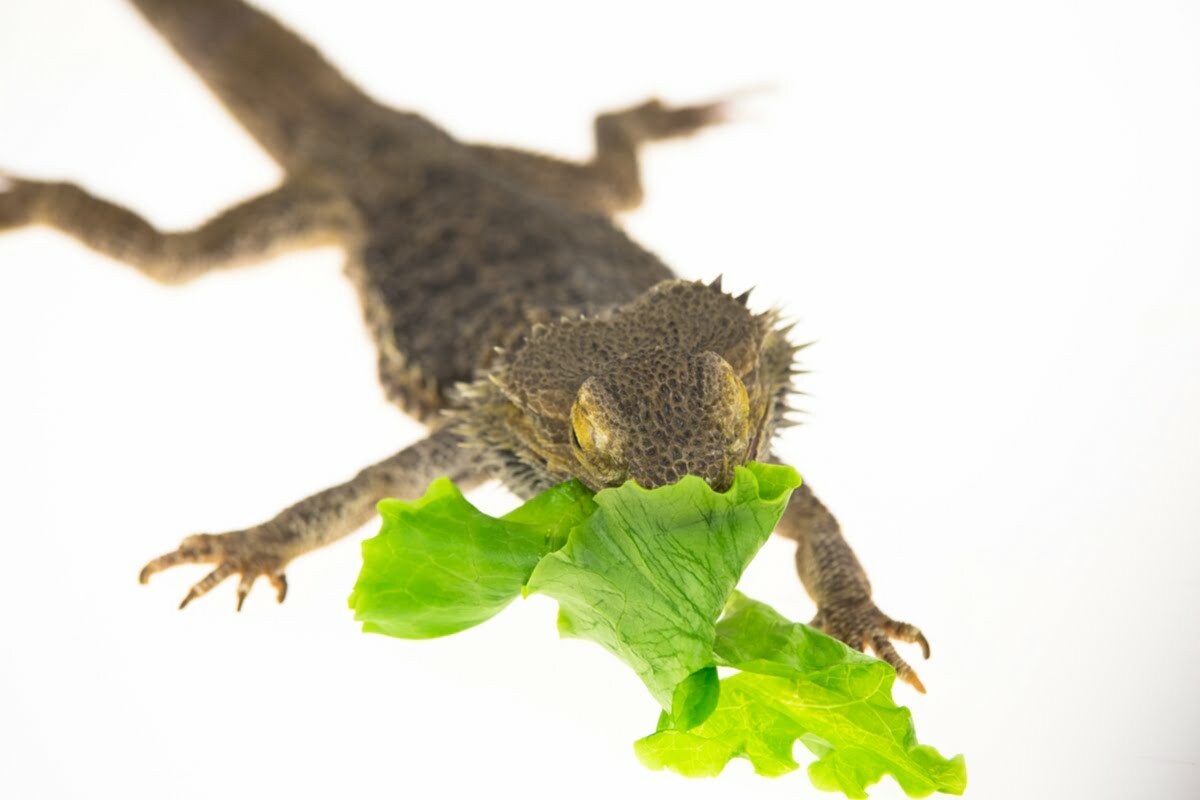 Bearded dragon eating leaf