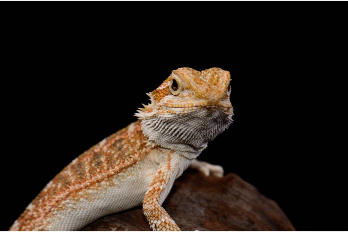 Orange And White Bearded Dragon