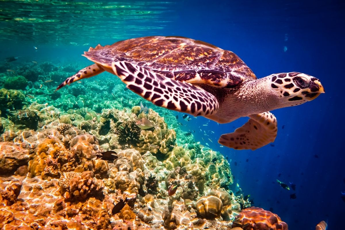 Turtle in the ocean