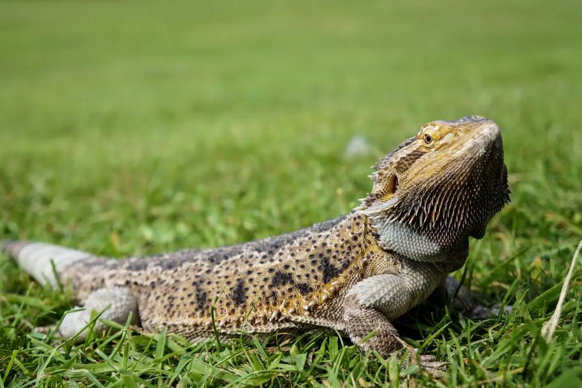 Bearded dragon on grass