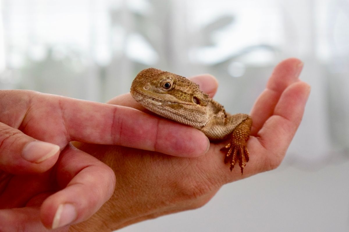 Finger touching a bearded dragon's chin