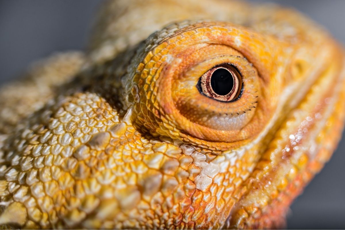 Close-up of a bearded dragon's eye