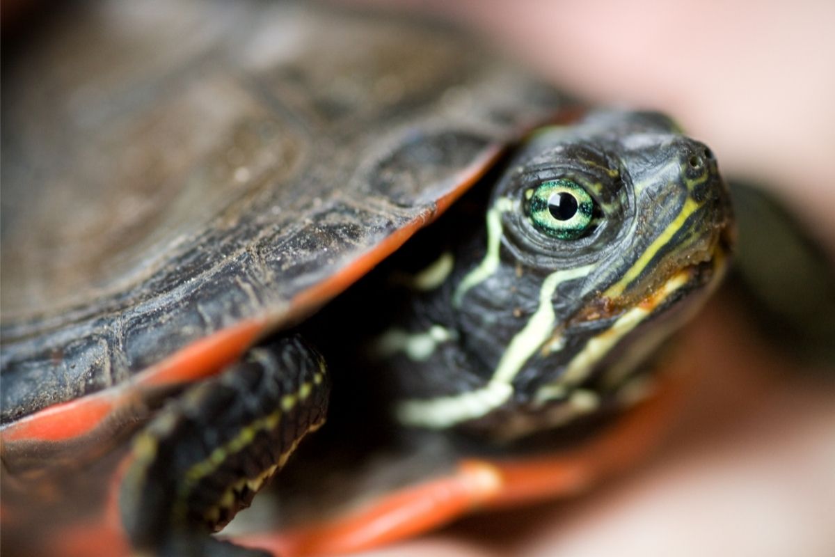 Turtle with green eyes