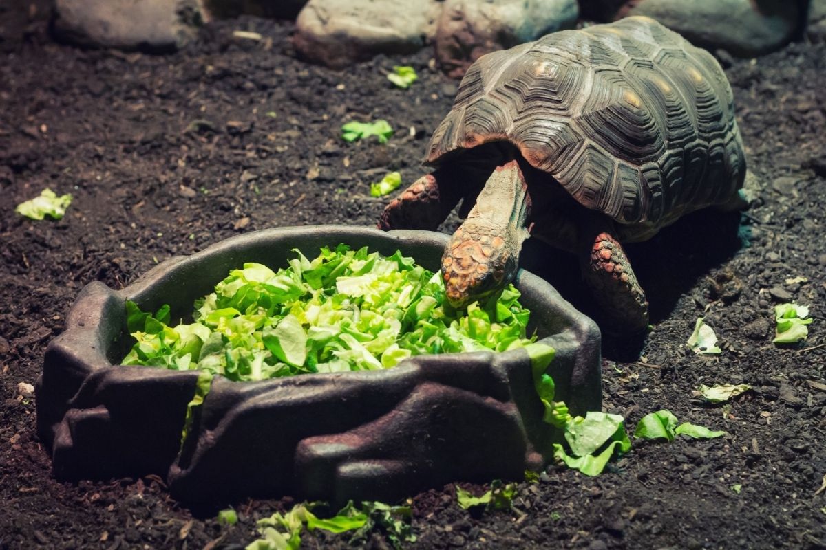 Turtle eating green leaf