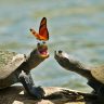 2 turtles playing with a butterfly