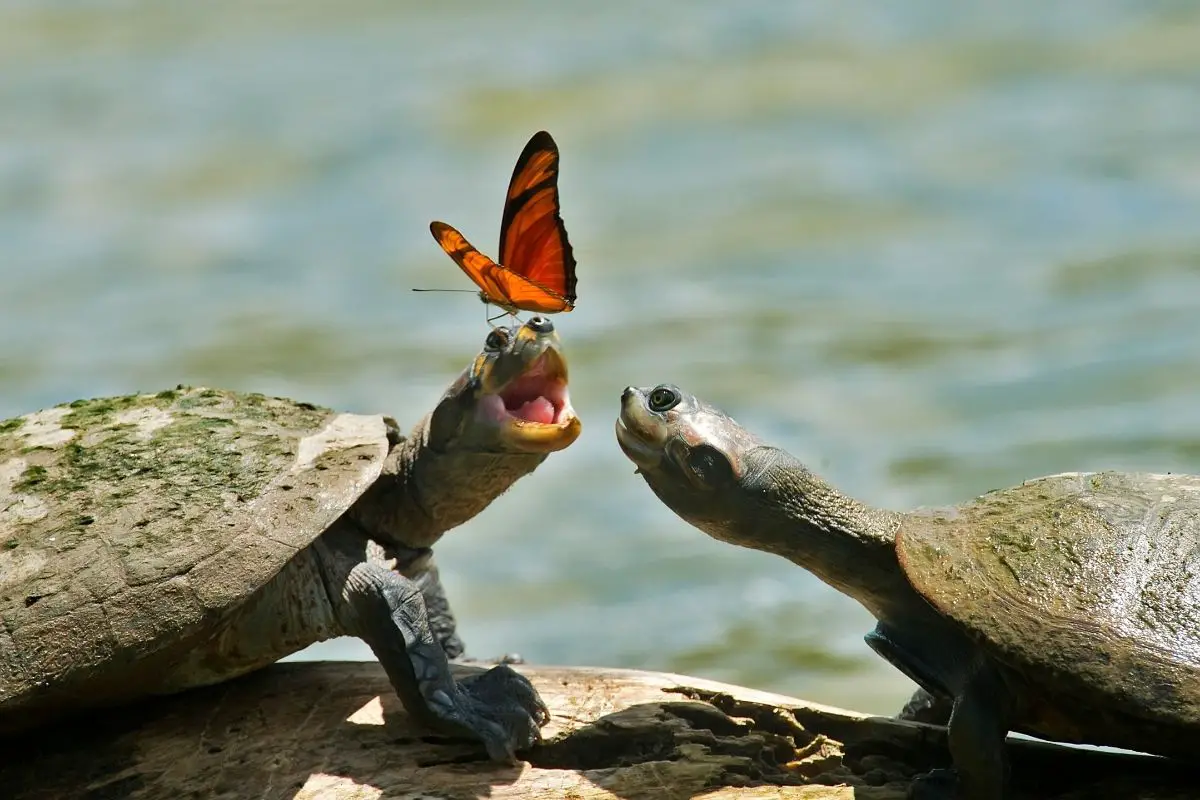 2 turtles playing with a butterfly