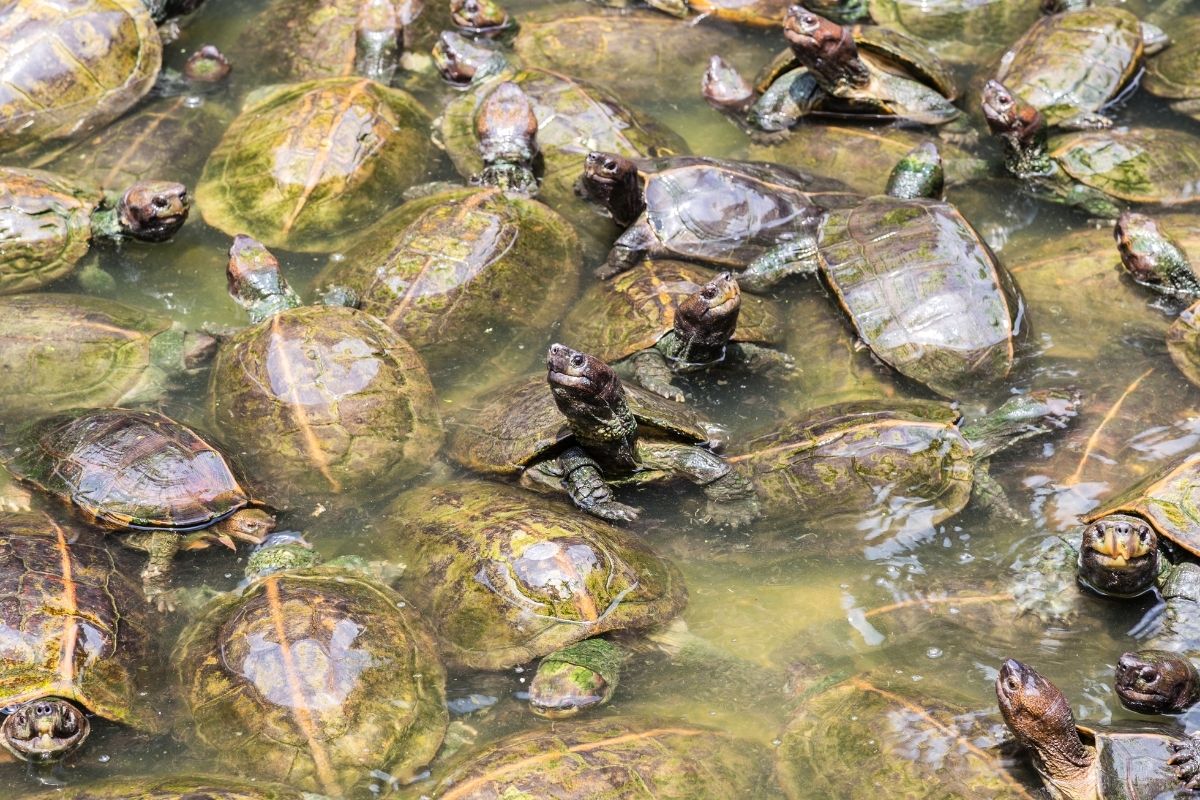 Many turtles on water