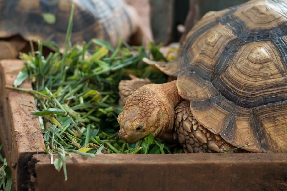 Turtle eating grass