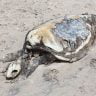 Dead turtle on the sand