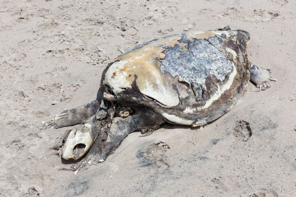 dead turtle on the sand