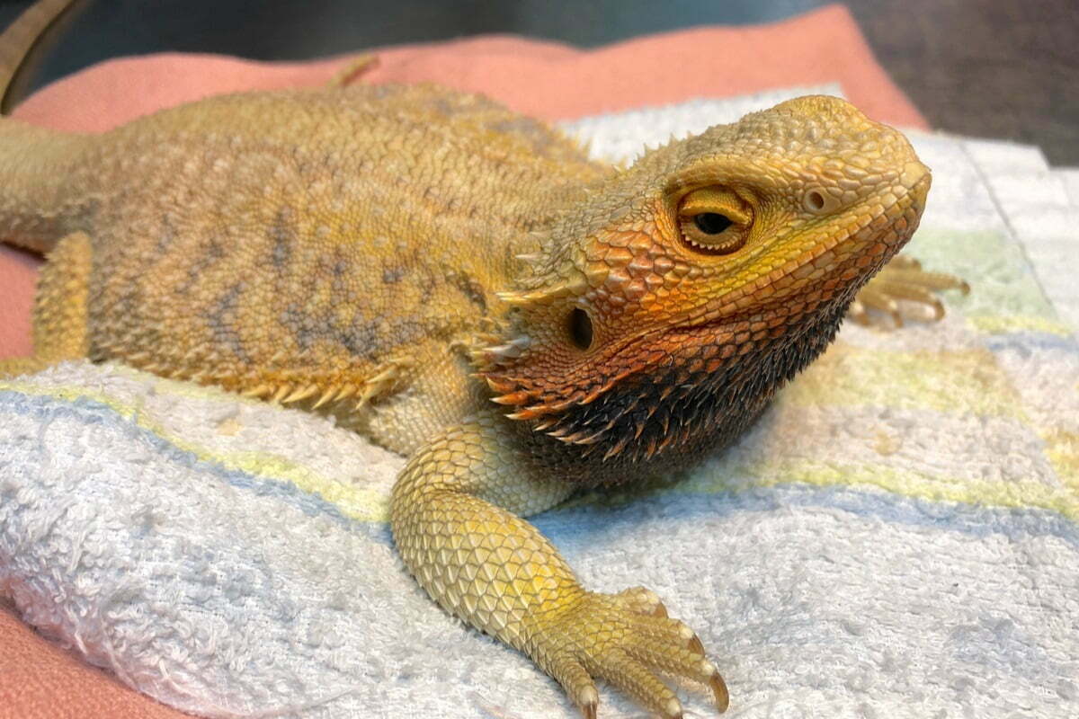 Bearded dragon looks sick