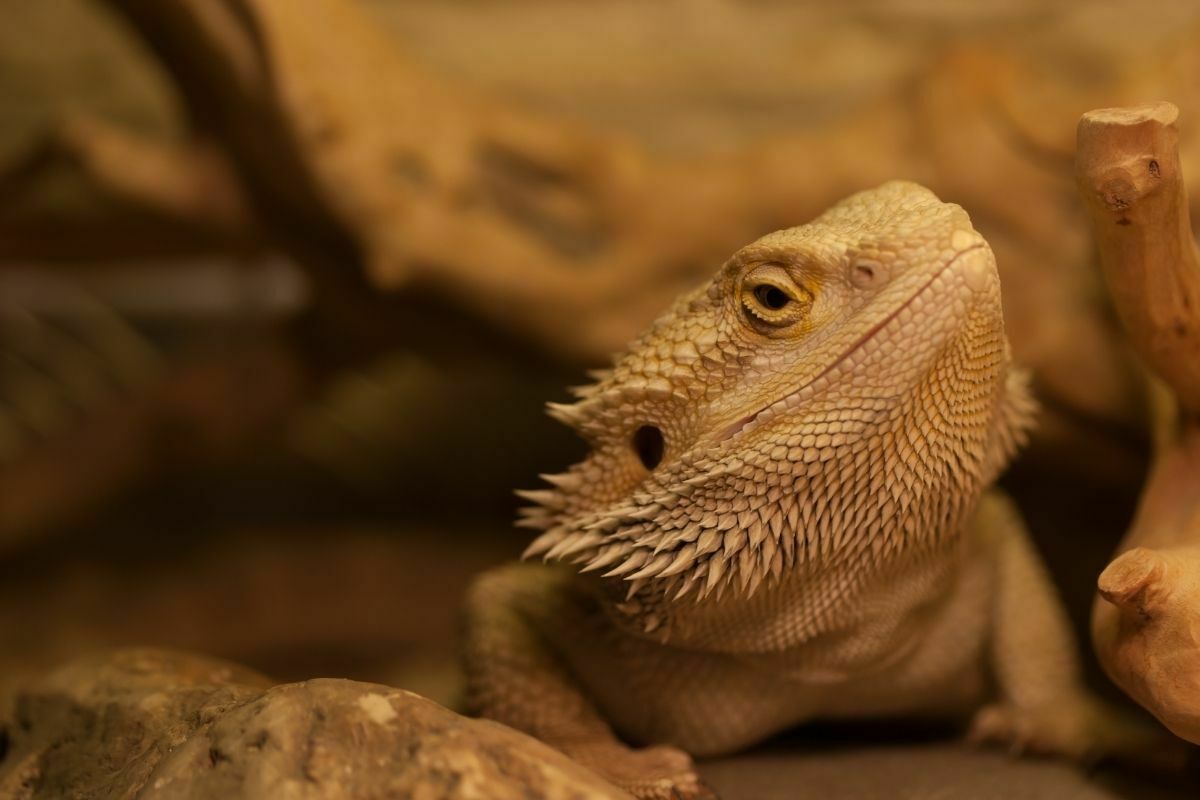 Bearded dragon on ground