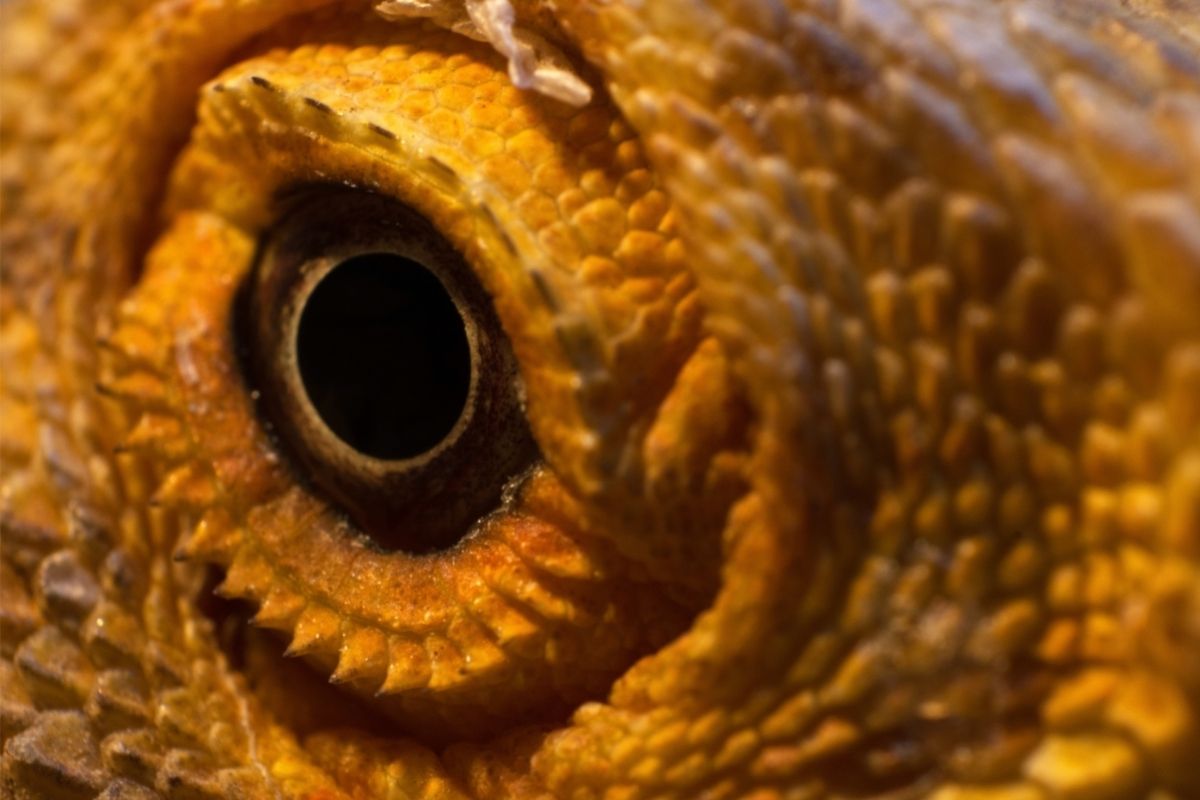 Close up bearded dragon's eye