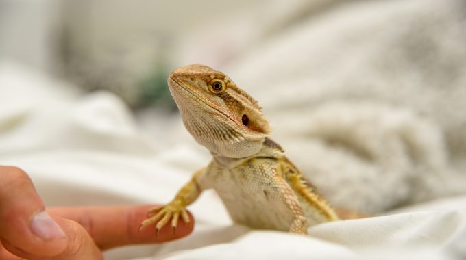 Bearded dragon holding hand