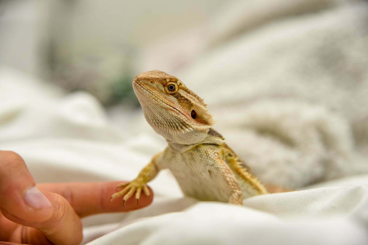 Bearded dragon holding hand