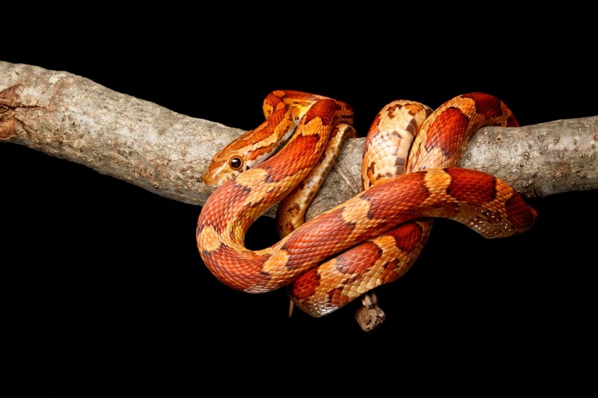 Corn snake on branch