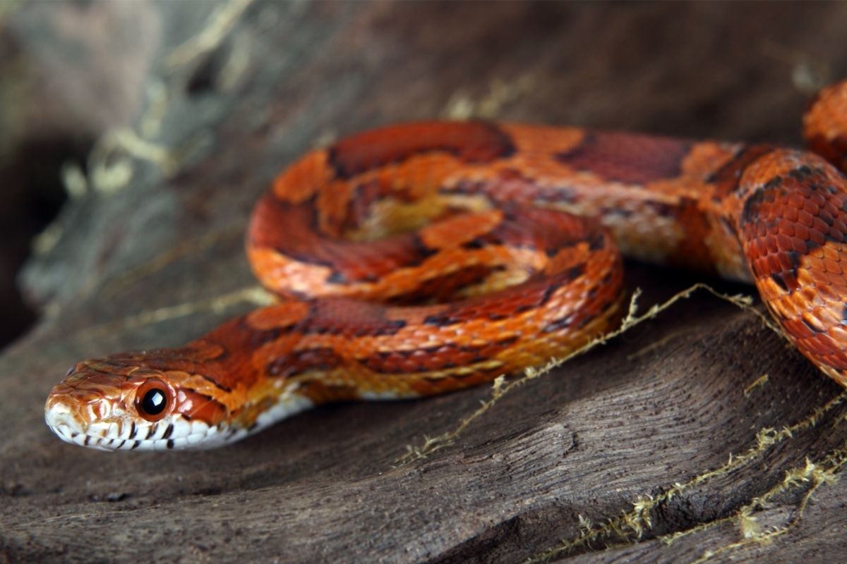 Corn snake