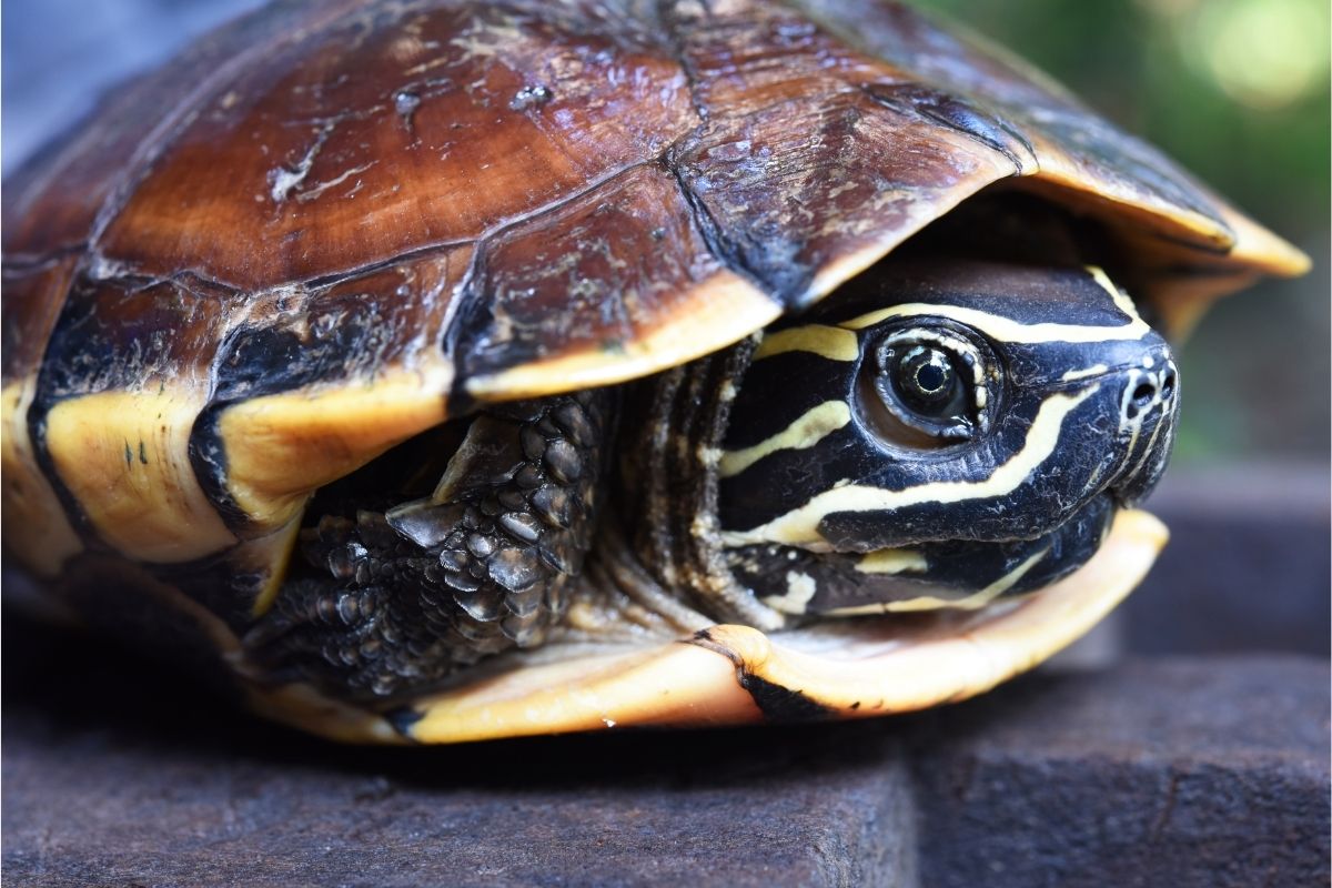 A turtle listening