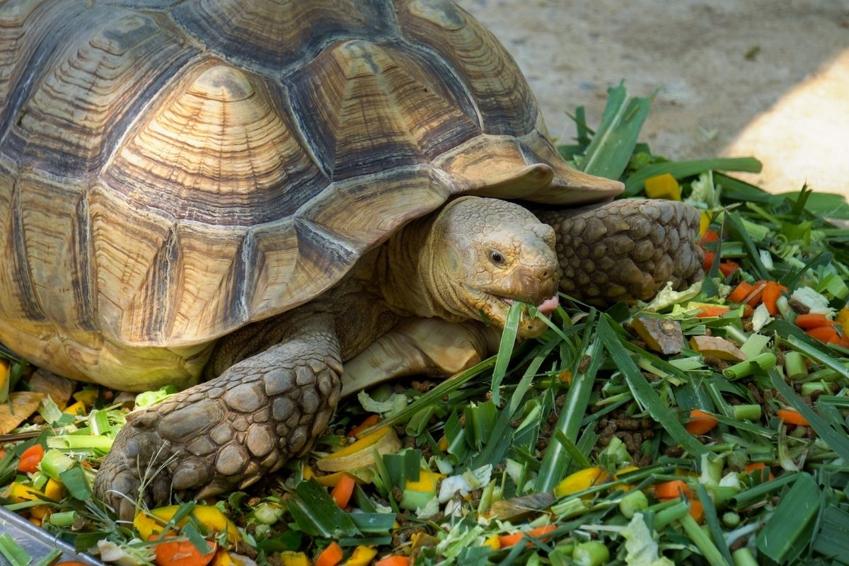 Turtle eating vegetables