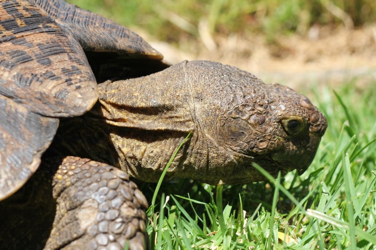 Turtle on grass