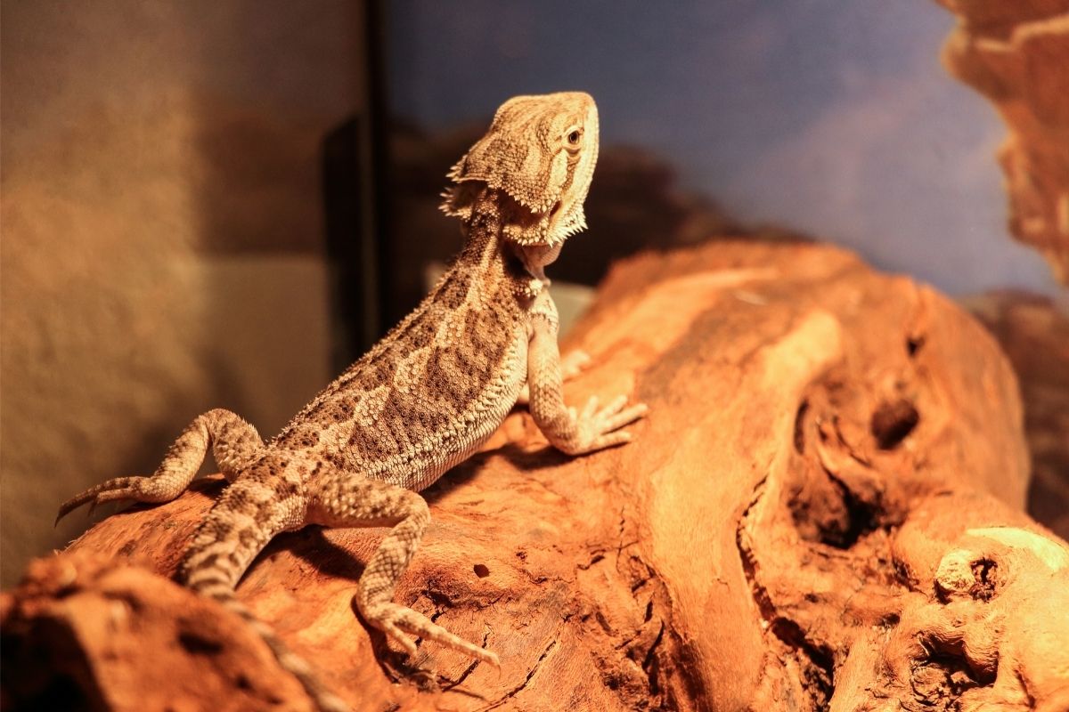 Bearded dragon on a wood