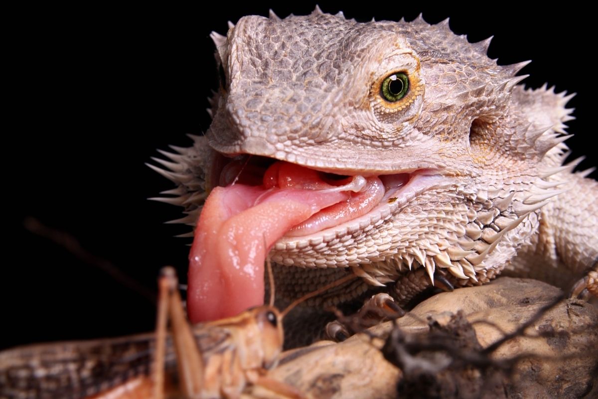Bearded dragon about to eat an insect