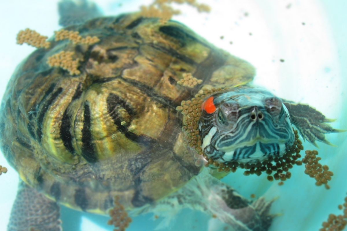 Red eared slider eating in the water