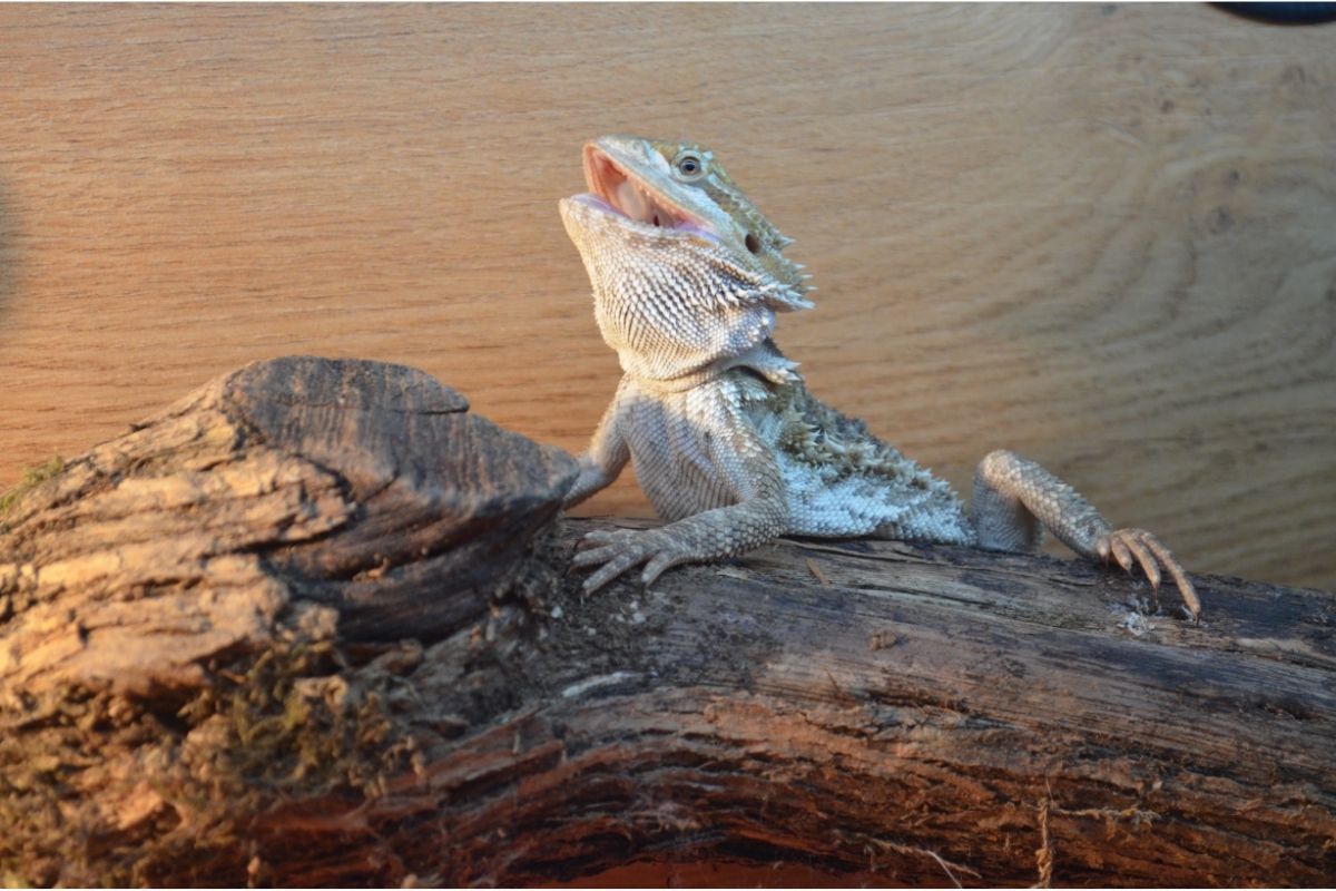 Bearded dragon open mouth on a wood