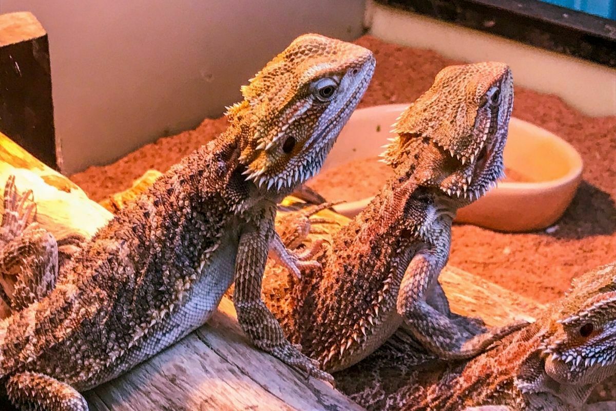 2 pet bearded dragons in a tank