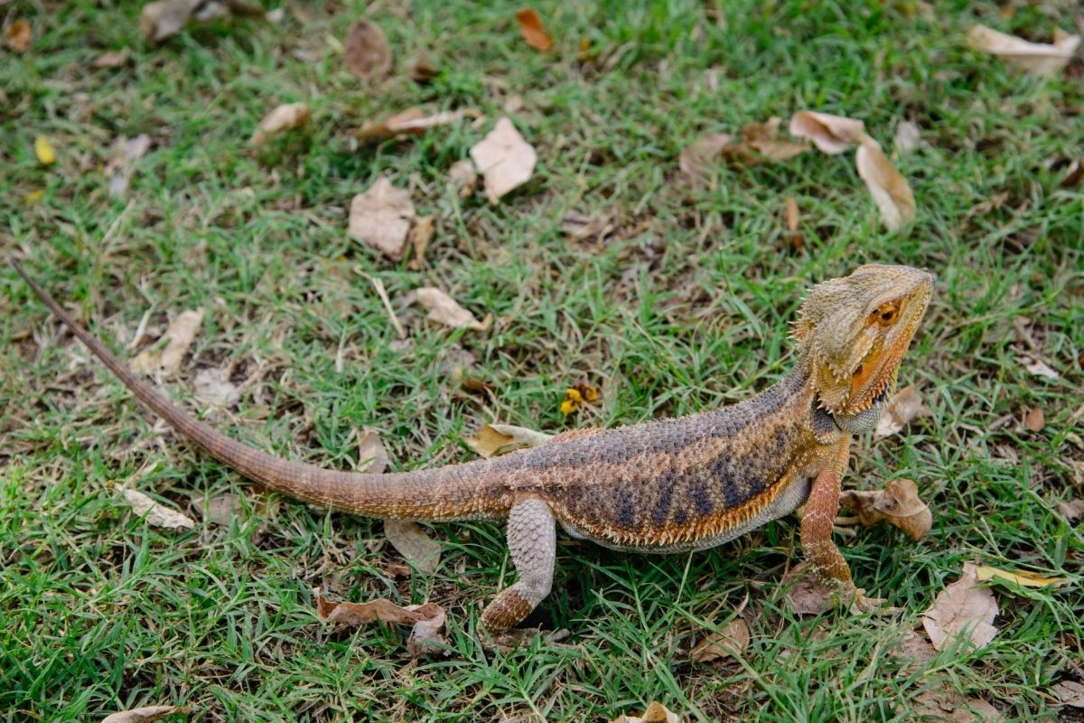 Bearded dragon on grass