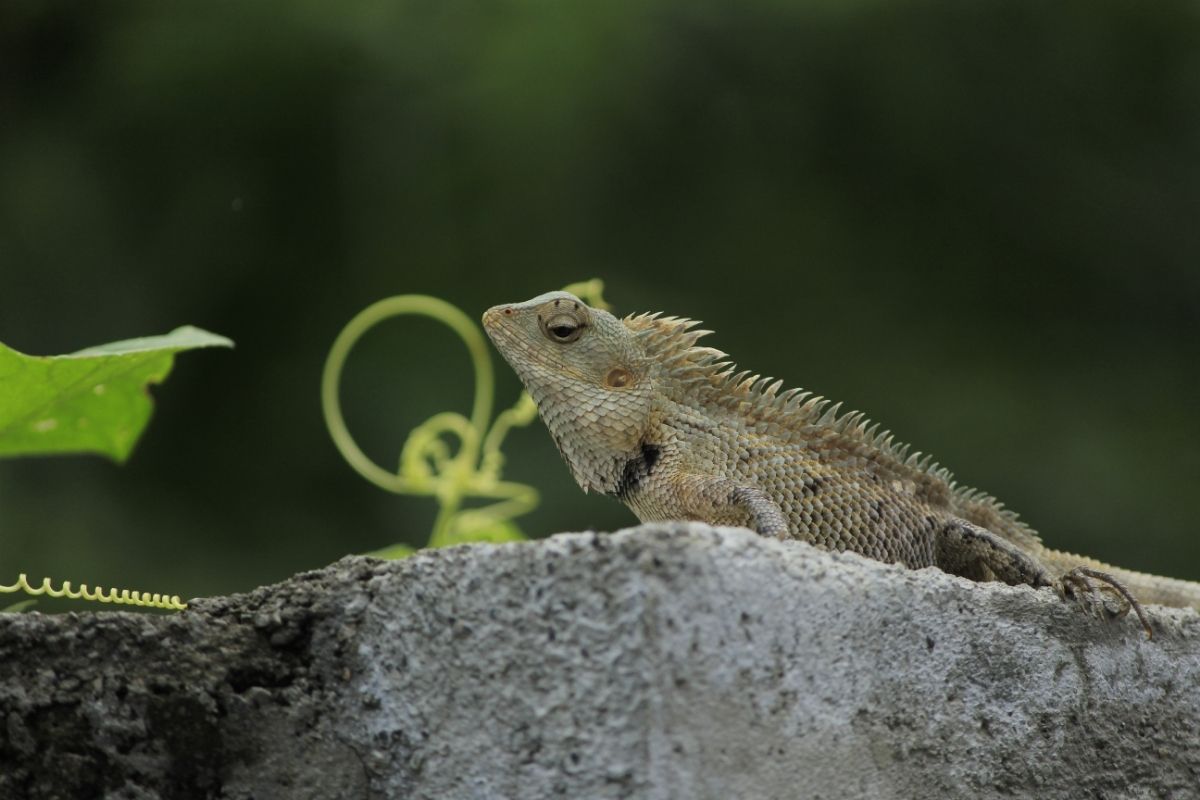 Bearded dragon on top of cement