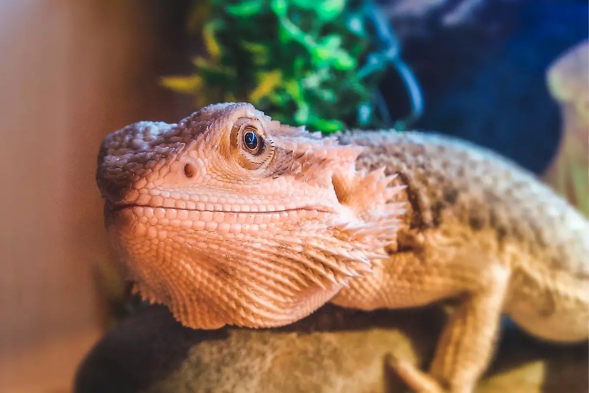 Bearded dragon looking right at the camera