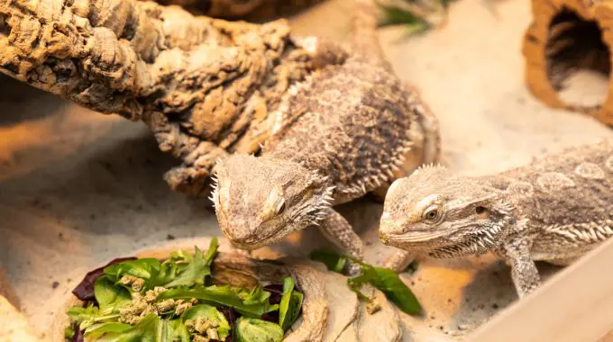 What to feed a bearded dragon