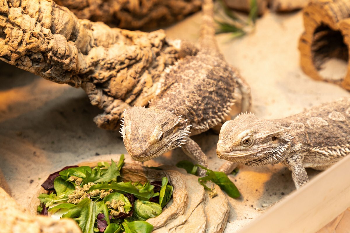 What to feed a bearded dragon