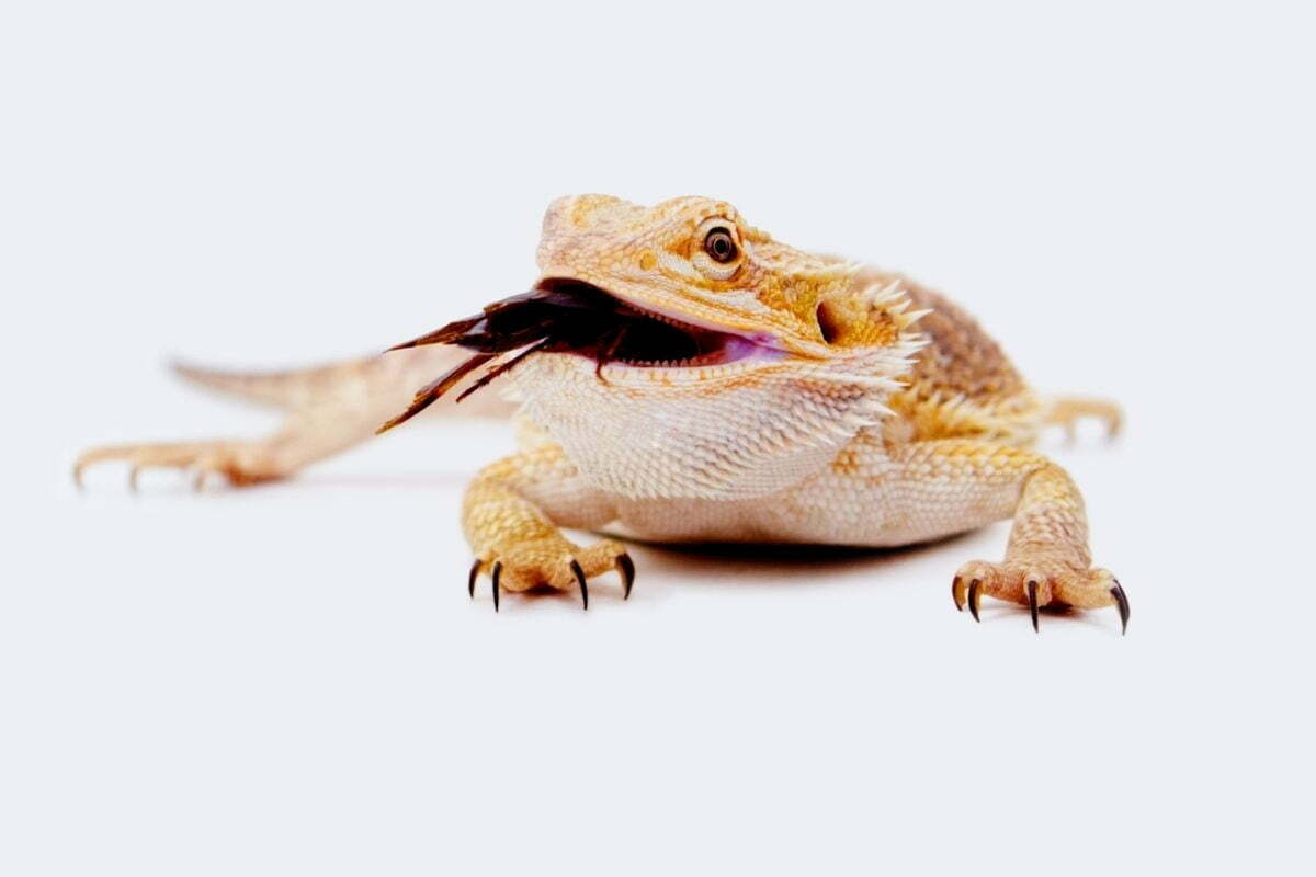 Bearded dragon eating cricket