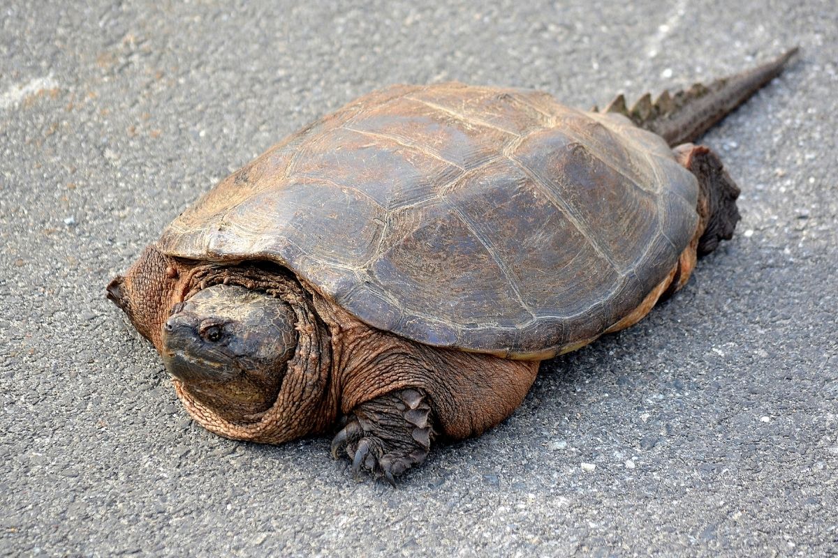 Snapping turtle on the ground