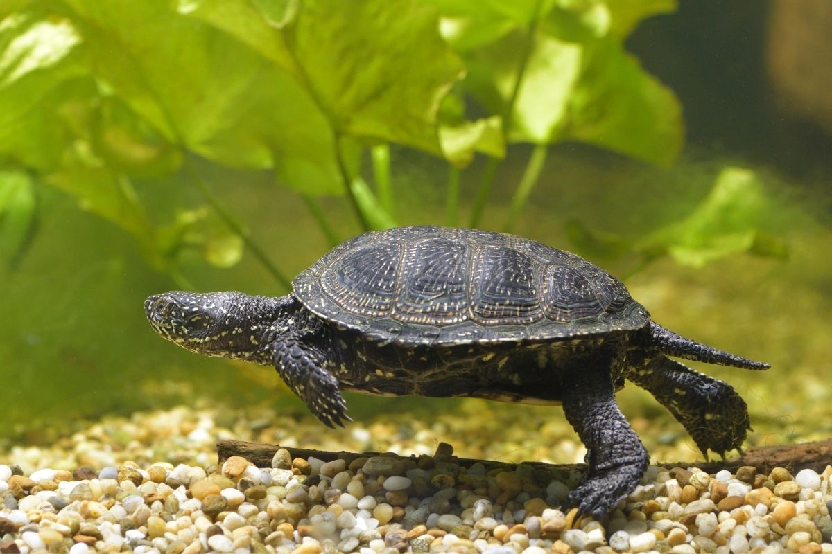 European pond turtle swimming in an aquarium